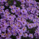 image 2 of Carbeth Plants Aster novi-belgii Lady in Blue Plant 1 x 9cm Pot - Blue Michaelmas Daisy Garden Ready Hardy Perennial for Summer Autumn Colour