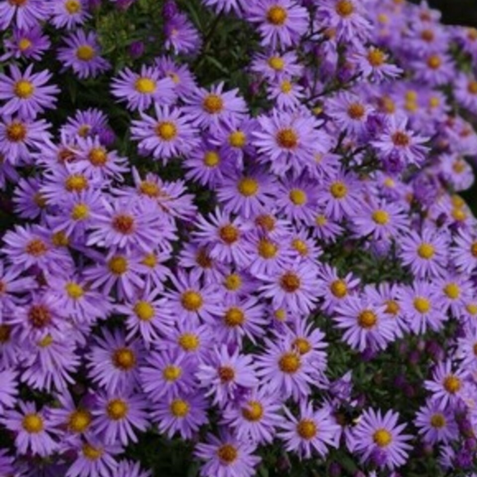 image 1 of Carbeth Plants Aster novi-belgii Lady in Blue Plant 1 x 9cm Pot - Blue Michaelmas Daisy Garden Ready Hardy Perennial for Summer Autumn Colour