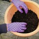 image 4 of Miracle-Gro® All Purpose Continuous Release Plant Food
