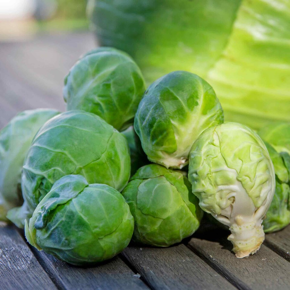 image 1 of Marshalls Garden Brussels Sprout Seeds 'Trafalgar' F1 - 40 Seeds