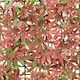 image 5 of Primrose Red Acer Artificial Hedge Garden Patio Panels 50cm x 50cm Set of 8