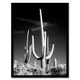 image 1 of Carol M Highsmith Saguaro Cactus Black White Photograph Framed Wall Art Print A3