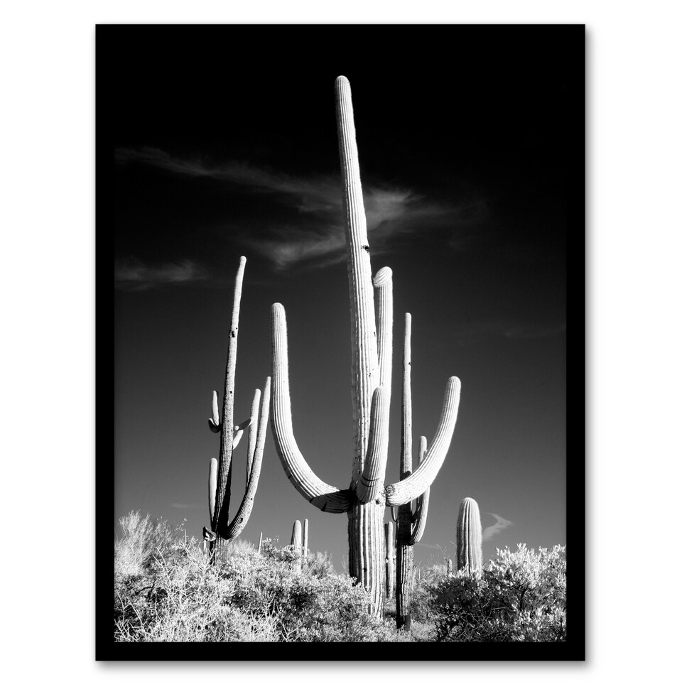 image 1 of Carol M Highsmith Saguaro Cactus Black White Photograph Framed Wall Art Print A3