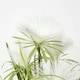 image 4 of Homescapes Artificial Open Flower Grass Plant In Rope Pot, 74 cm Tall