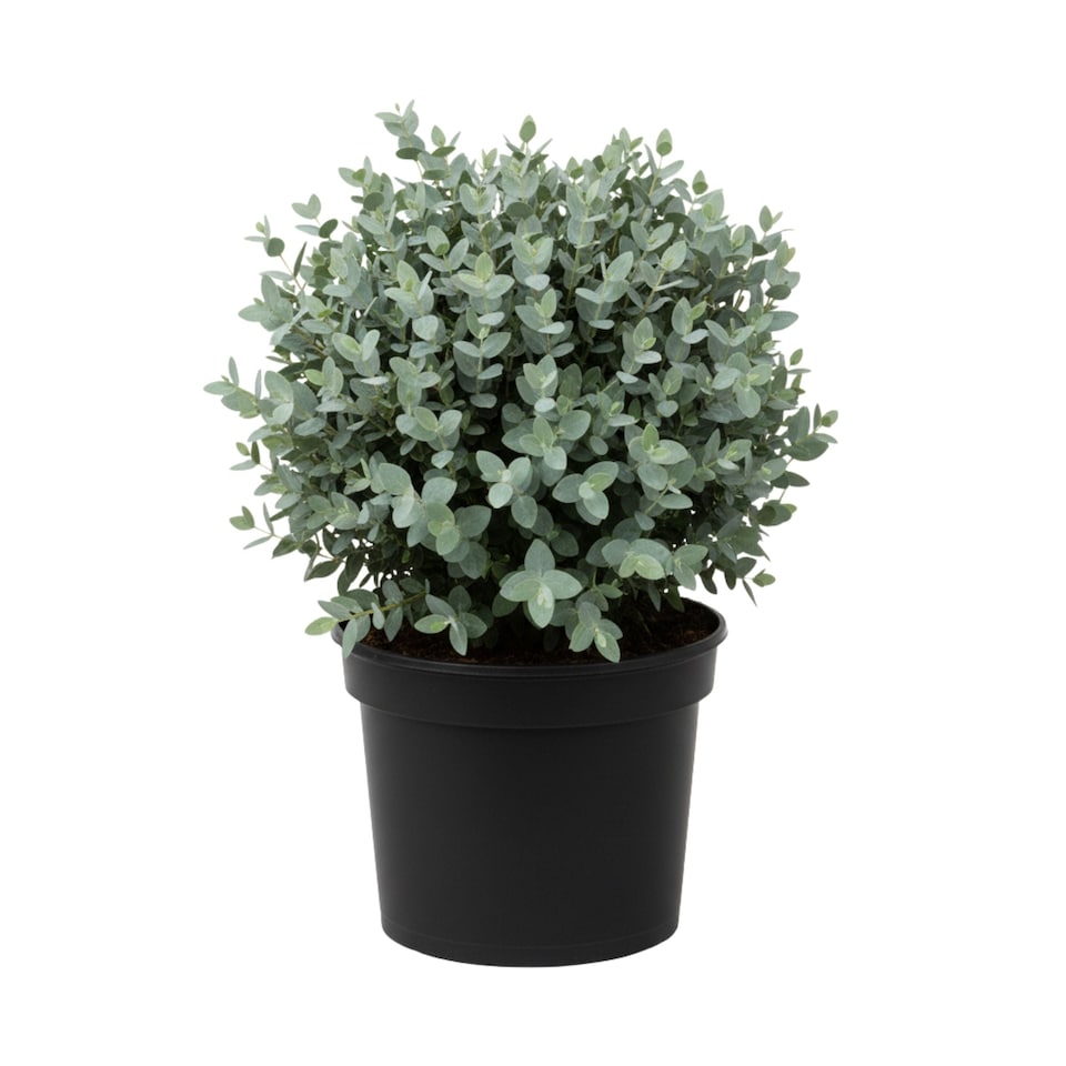 Eucalyptus France Blue 7.5L Potted Evergreen Shrub