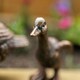 image 3 of Marco Paul Set of 4 Resin Duck Family Ornaments