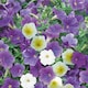 image 2 of Petunia Summer Sky Mix | Multi | Mixed | Flower Seeds | 1