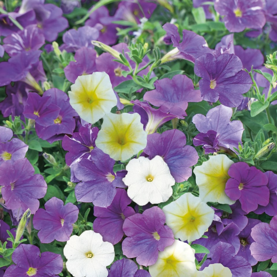image 1 of Petunia Summer Sky Mix | Multi | Mixed | Flower Seeds | 1