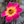 Pink and Yellow