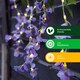 image 4 of Gardenwize Solar Decorative Wisteria Flower Lights (6 Piece w/ 60 LED)