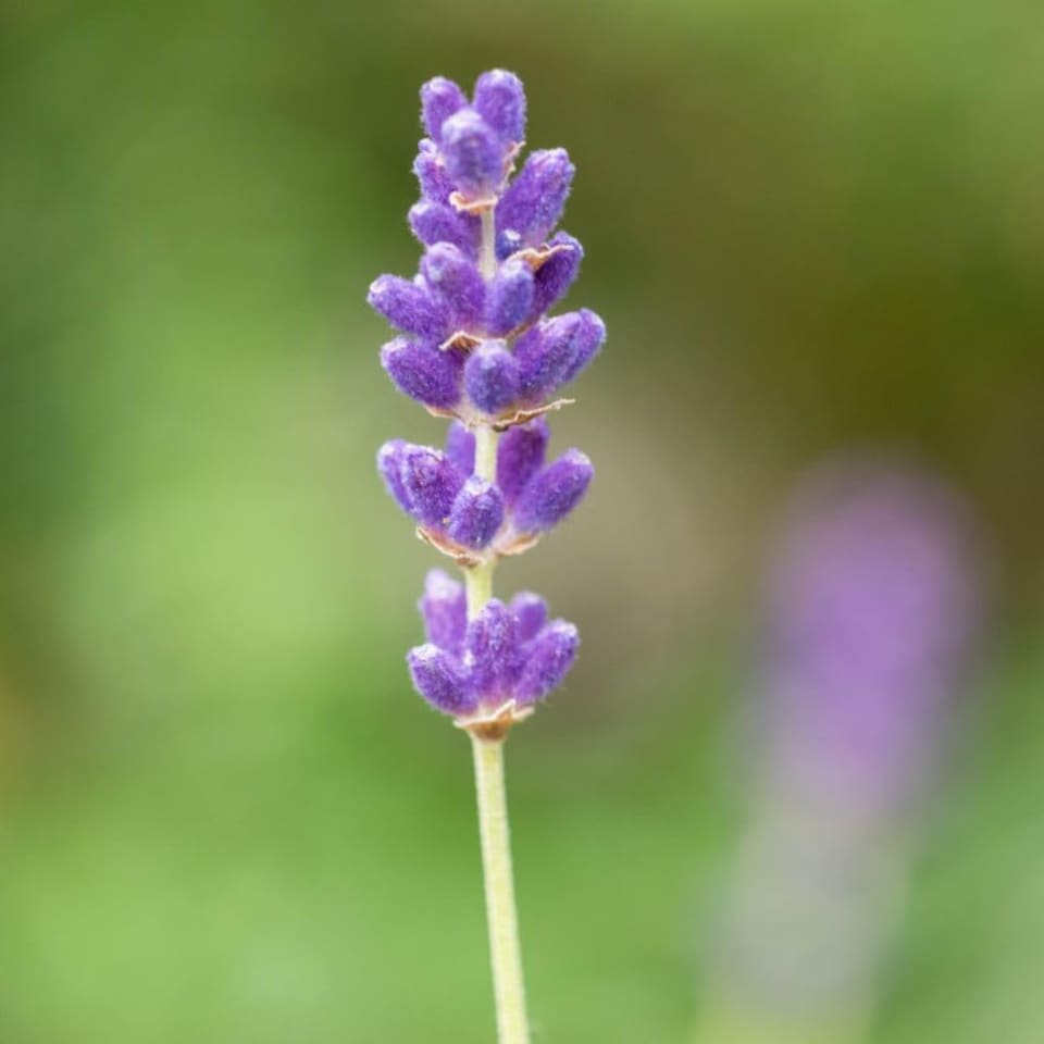 image 1 of Lavender Angustifolia Hidcote 1 Litre Potted Plant x 1