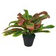 image 1 of 40cm Artificial Codiaeum Multicoloured House Plant