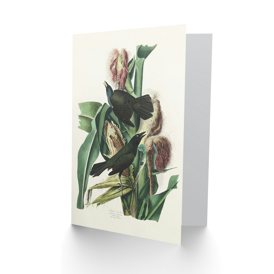 image 1 of John James Audubon Art Card Purple Grackle Crow Blackbird