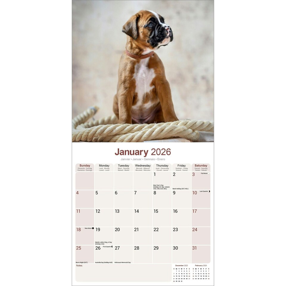 image 1 of Boxer 2026 Calendar | Square Wall Calendar | Dog Breed Gift | Plastic Free Packaging | by Avonside Publishing