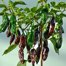 Marshalls Garden Chilli Pepper Seeds Machu Pichu F1 6 Seeds | Green | Brown
