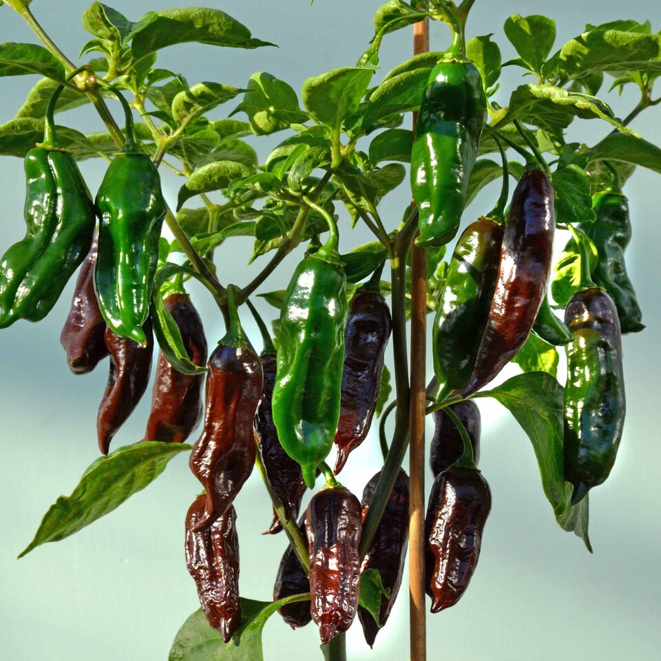 image 1 of Marshalls Garden Chilli Pepper Seeds Machu Pichu F1 6 Seeds | Green | Brown