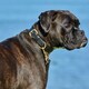 image 2 of Weatherbeeta Padded Leather Dog Collar - Black - XS