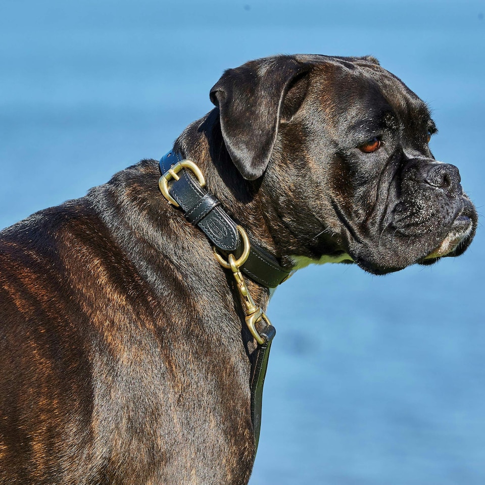 image 1 of Weatherbeeta Padded Leather Dog Collar - Black - XS