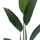 image 3 of Artificial 120cm UV Traveller Banana Palm Tree | Green | 4ft