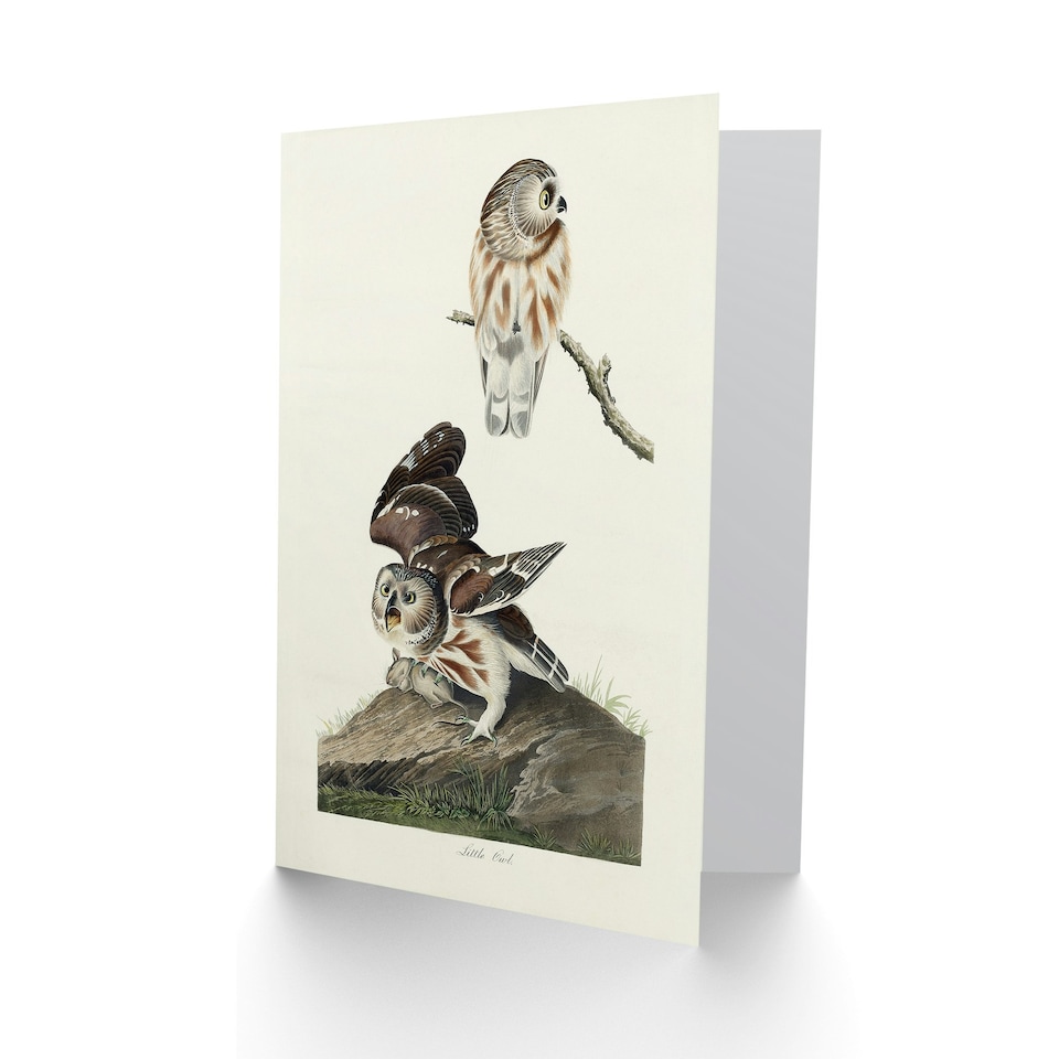 image 1 of John James Audubon Art Card Birds Of America Little Owls
