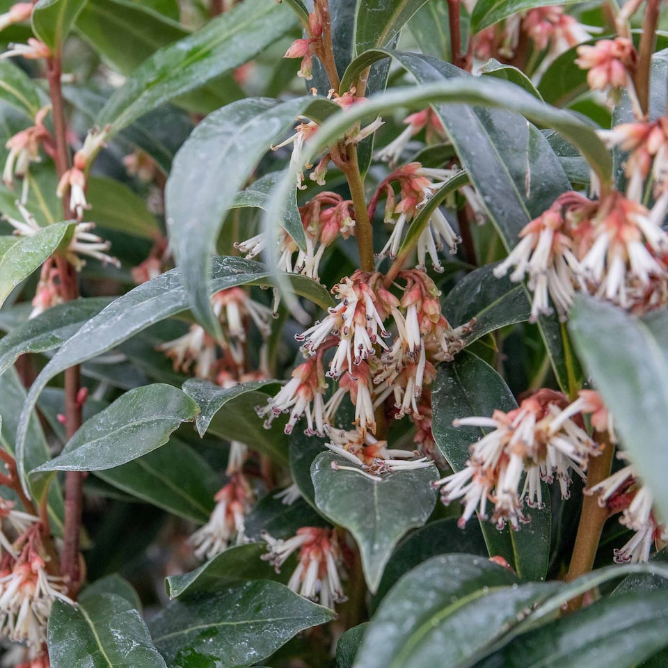 image 1 of Marshalls Garden Sarcococca hookeriana 'Winter Gem' - 5 litre