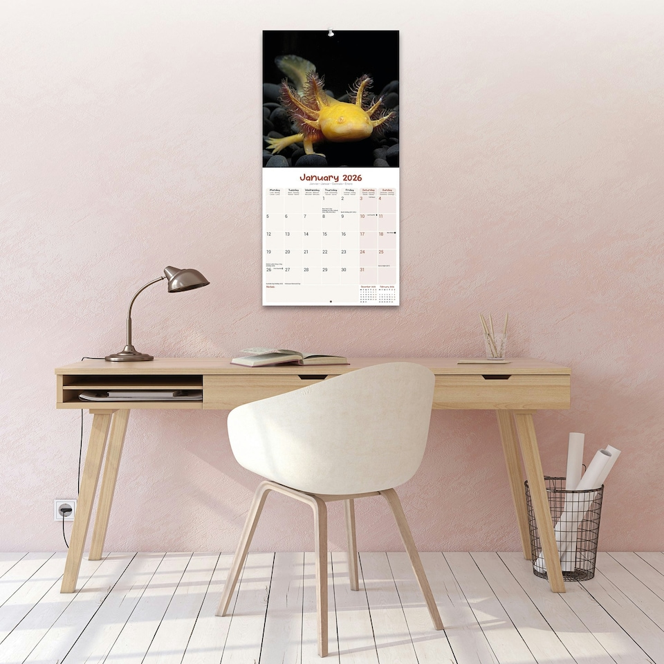 image 1 of Axolotls 2026 Calendar | Square Wall Calendar | Animal Gift | Plastic Free Packaging | by Avonside Publishing