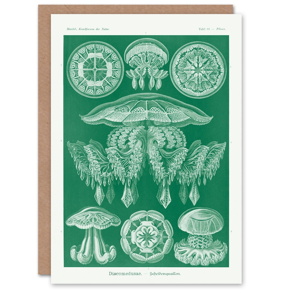 image 1 of Ernst Haeckel Art Card Discomedusae Jellyfish Species