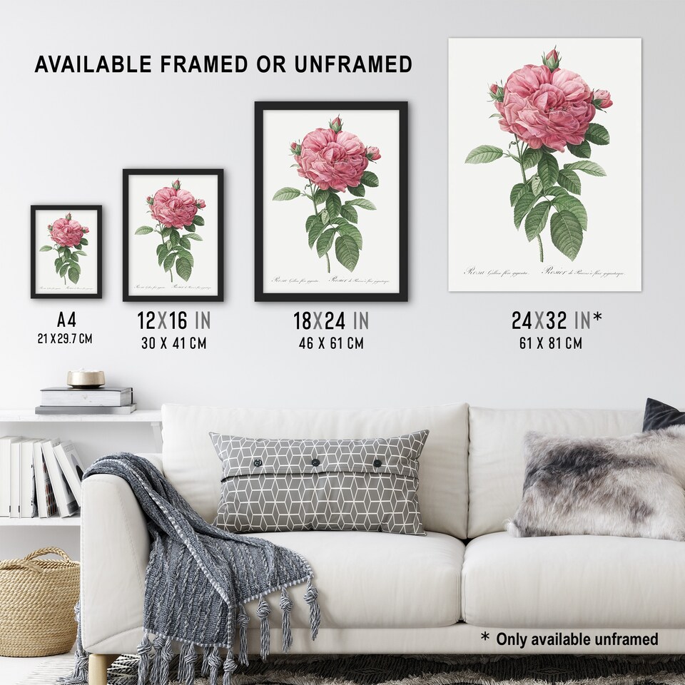 image 1 of Giant Gallica Rose Floral Redoute Vintage Framed Wall Art Print 12X16"