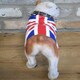 image 5 of Standing British English Bulldog In Union Jack Coat Figurine