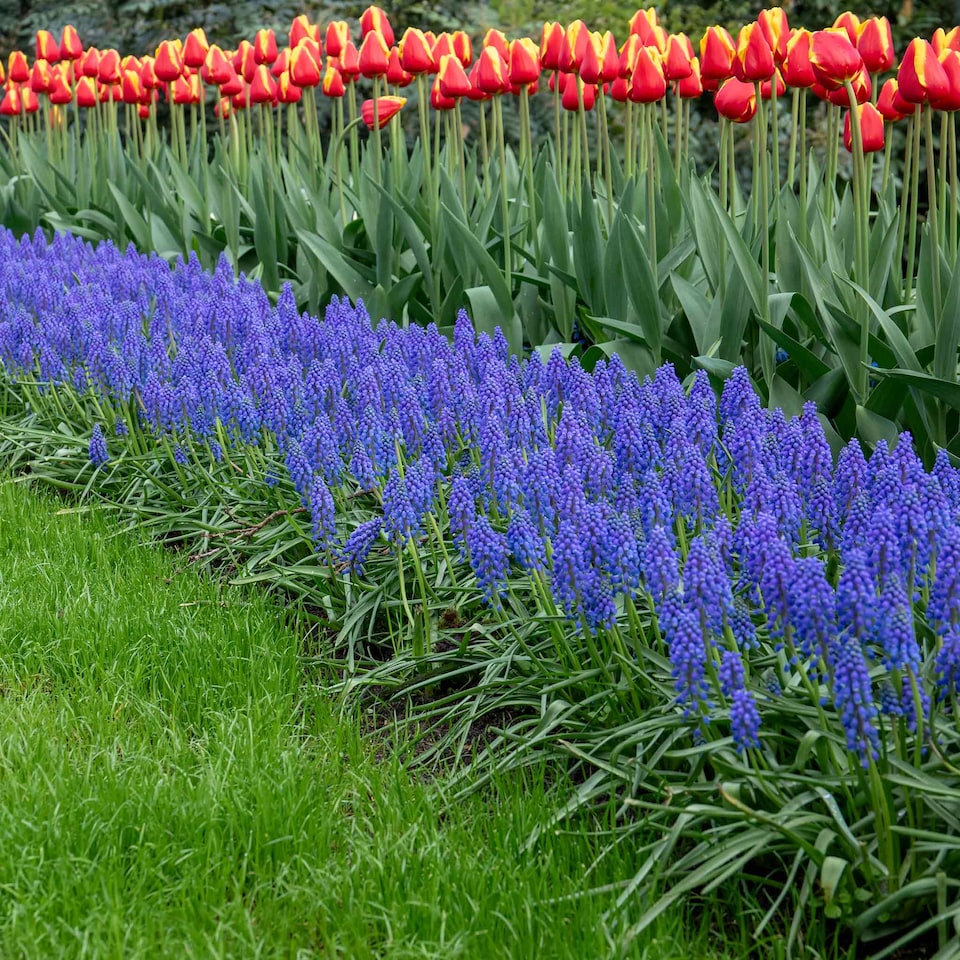 image 1 of Marshalls Garden Grape Hyacinth (Muscari) 50 Bulbs