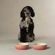 image 6 of Scruffs Ceramic Ombre Pet Food Bowl 15cm | Pink | 1