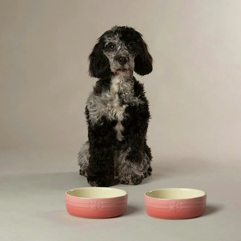 image 1 of Scruffs Ceramic Ombre Pet Food Bowl 15cm | Pink | 1