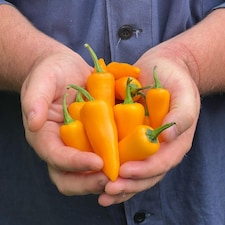 Golden Jalapeno Chilli Pepper Seeds - Medium Hot Yellow Half-Hardy Annual Perfect for Salsas & Grilling. 1 Packet (6 Seeds).