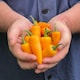 image 1 of Golden Jalapeno Chilli Pepper Seeds - Medium Hot Yellow Half-Hardy Annual Perfect for Salsas & Grilling. 1 Packet (6 Seeds).