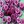 Fuchsia Pink