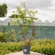 image 5 of Wisteria 'Amethyst Falls' - compact purple-flowering climber | Purple | Purple | 9cm Plants