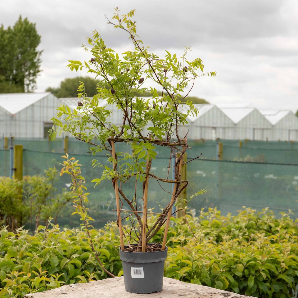 image 1 of Wisteria 'Amethyst Falls' - compact purple-flowering climber | Purple | Purple | 9cm Plants