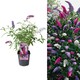 image 2 of Carbeth Plants 2 x Buddleia Davidii Tricolour Plant in 2L Pot - Pink, White and Purple Butterfly Bush - Ready to Plant
