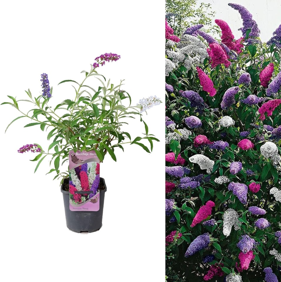 image 1 of Carbeth Plants 2 x Buddleia Davidii Tricolour Plant in 2L Pot - Pink, White and Purple Butterfly Bush - Ready to Plant
