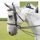 image 4 of Shires Performance Supafleece Seat Saver Black | Size: Large
Colour: Black