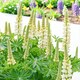 image 1 of Carbeth Plants Lupin Gallery White in 2L Pot - Compact Hardy Lupin Perennial with White Flower Spikes