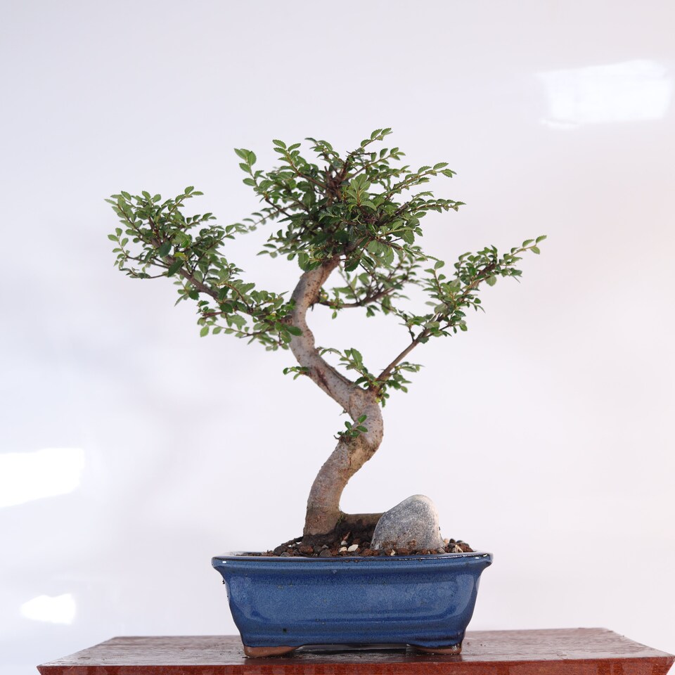image 1 of Yorkshire Bonsai Chinese Elm (Ulmus Parvifolia) Bonsai Tree Shaped In 16cm Pot Great Gift