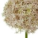 image 2 of Giant Allium (Single Stem Flower) - Plastic - L21 x W21 x H90 cm - Lilac