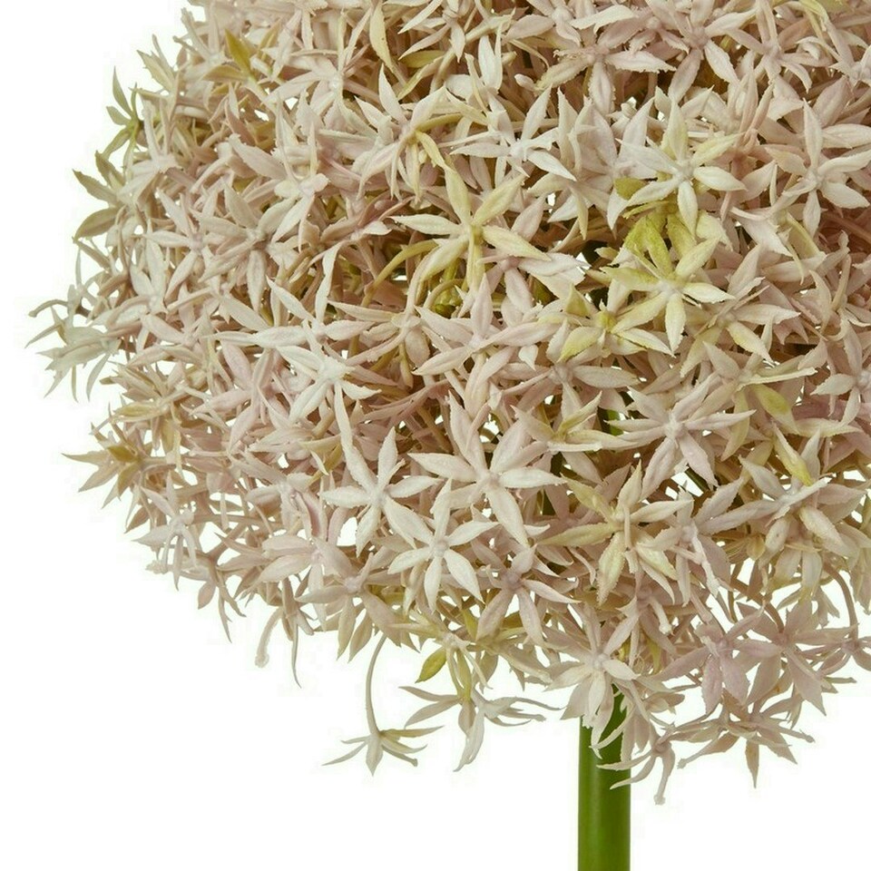 image 1 of Giant Allium (Single Stem Flower) - Plastic - L21 x W21 x H90 cm - Lilac