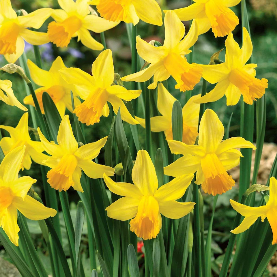 image 1 of Marshalls Garden Daffodil Bulbs 'February Gold' - 10 Bulbs