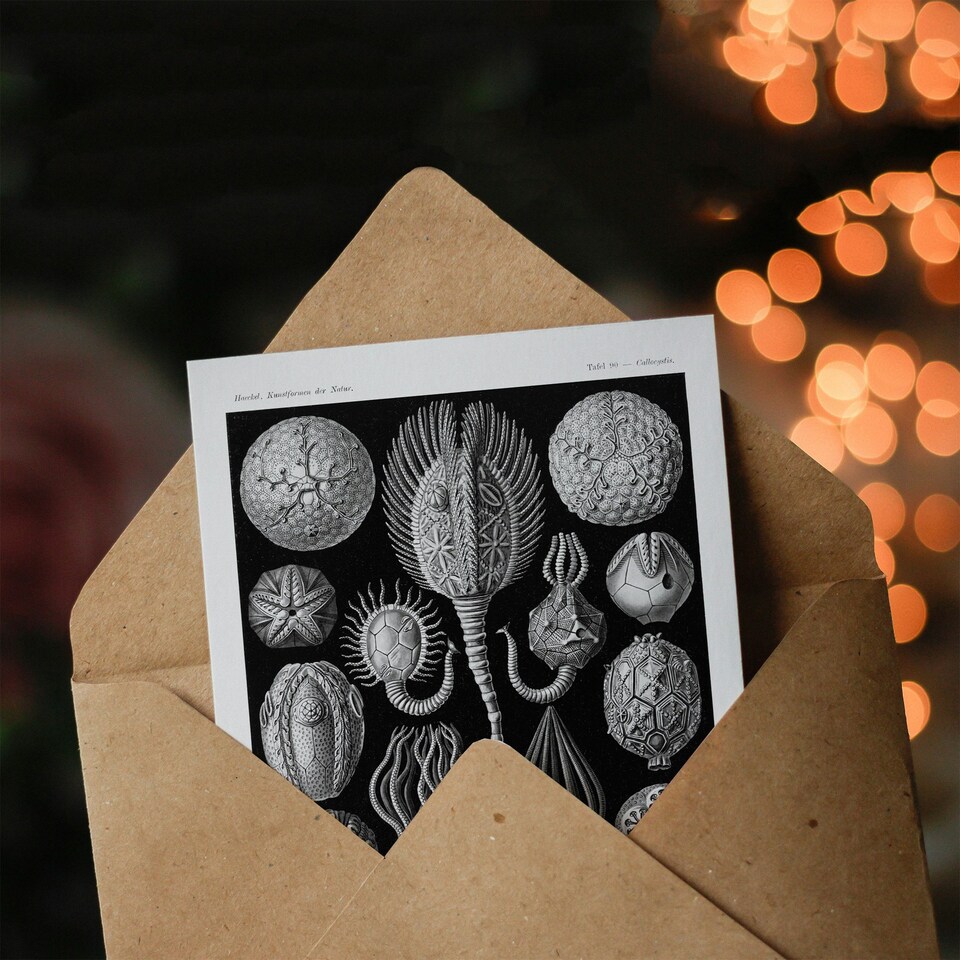 image 1 of Ernst Haeckel Art Card Cystoidea Pouch Stars Marine Life