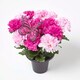 image 3 of Homescapes Set of 2 Yellow & Pink Carnation Artificial Flowers with Butterfly Decoration in Grave Vases