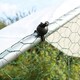 image 4 of Chicken Run 3m x 2m x 2m