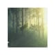image 1 of Sun, trees in a haze of light, glowing fog among the trees Designer Splash Back | White