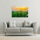 image 2 of green corn field in agricultural garden and light shines sunset (Canvas Print) 114 x 77 x 4cm